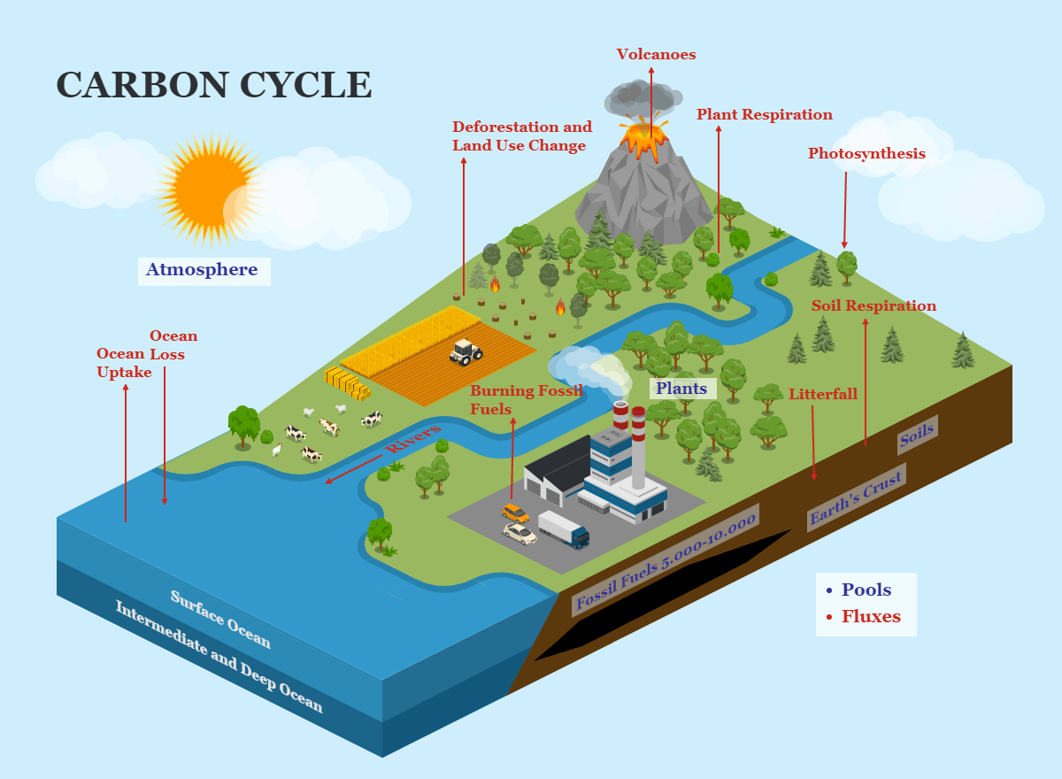 Carbon Cycle