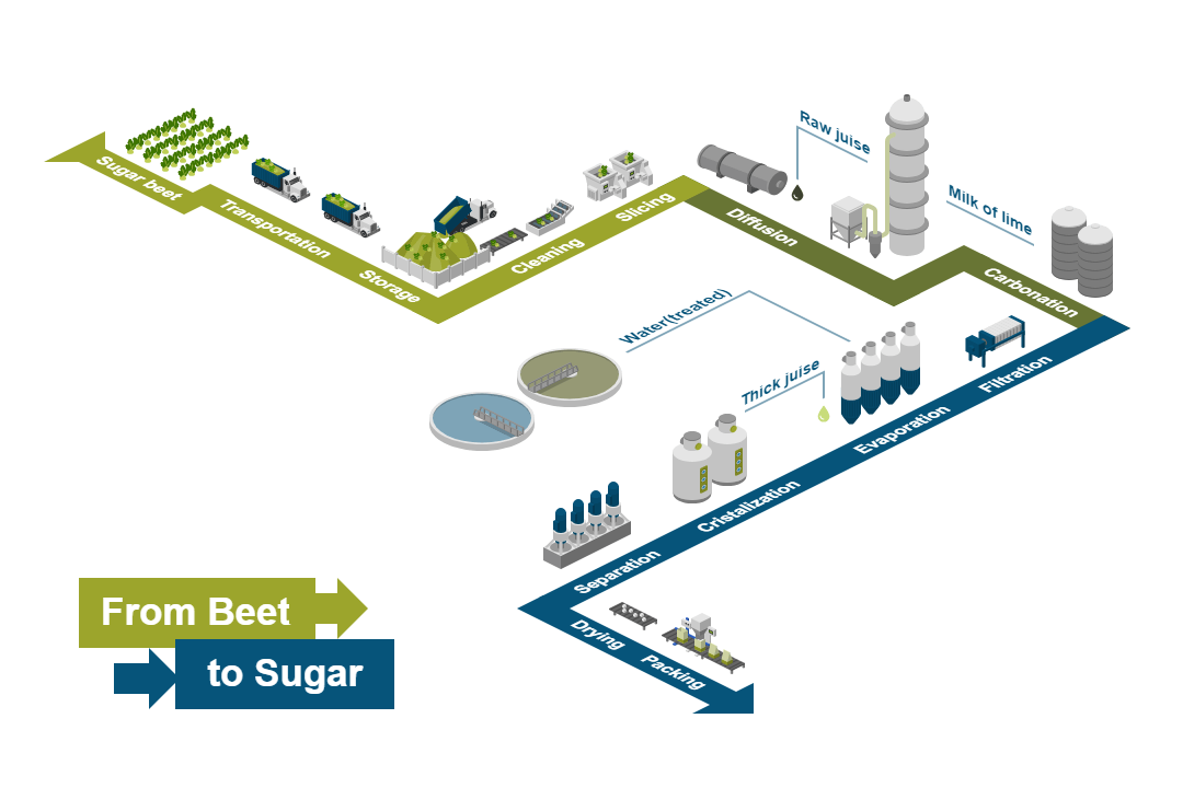 From Beet to Sugar