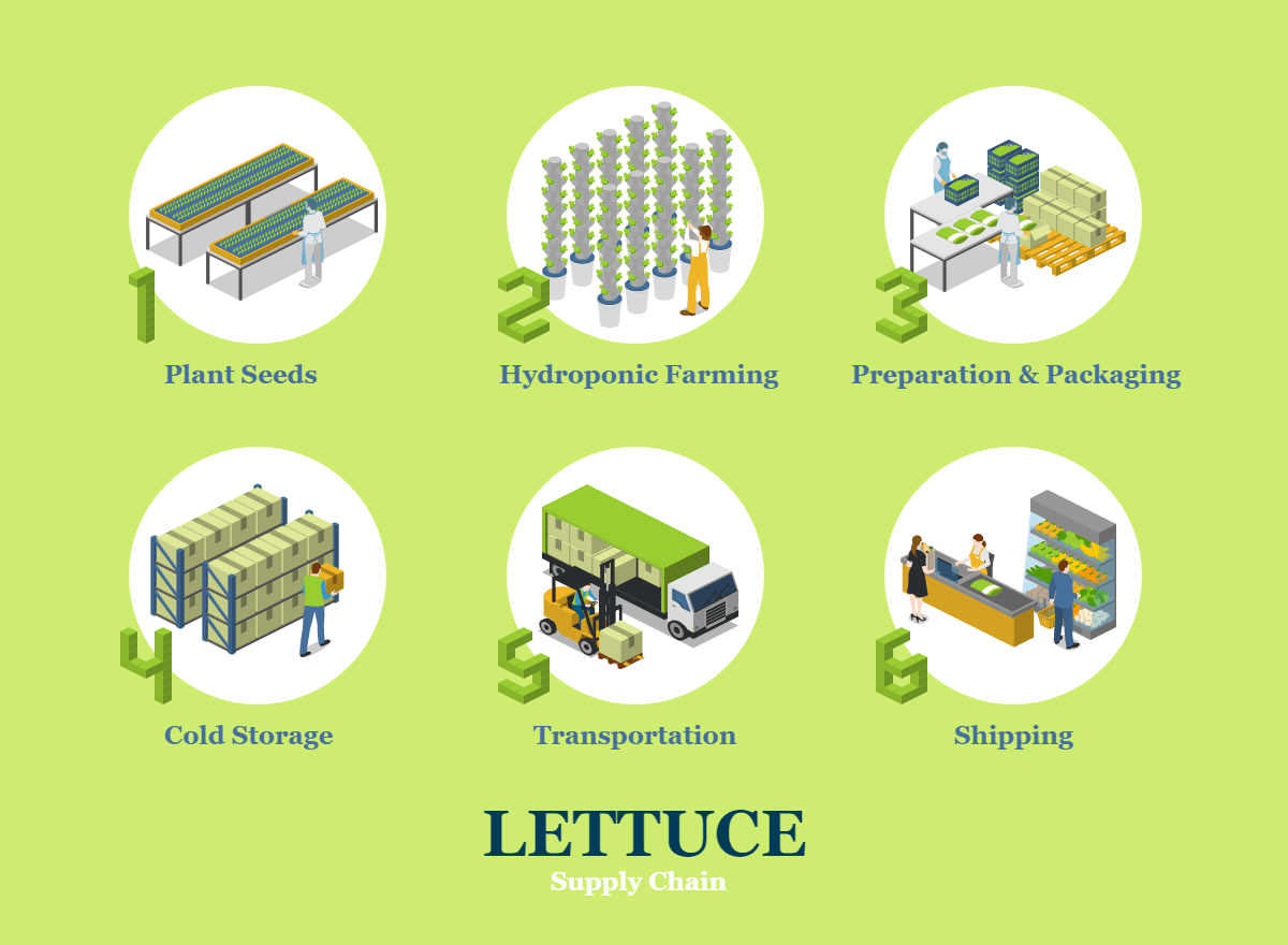 Lettuce Supply Chain