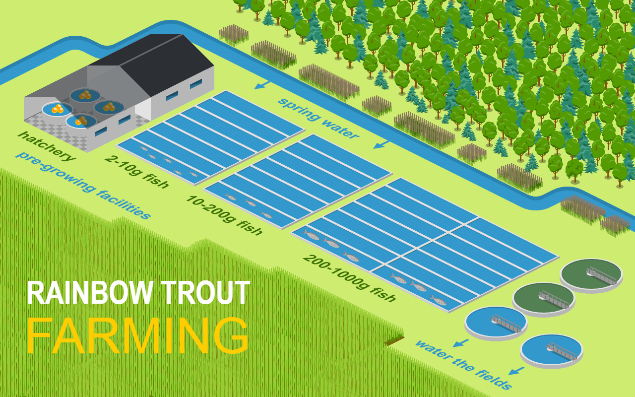Rainbow Trout Farming