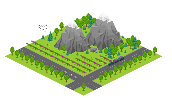 Area - Vineyard