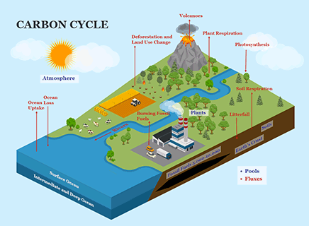 Carbon Cycle