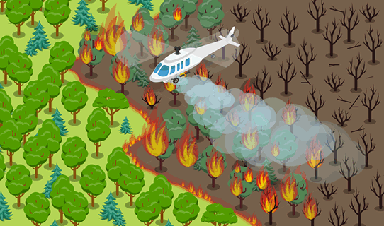 Forest Fire