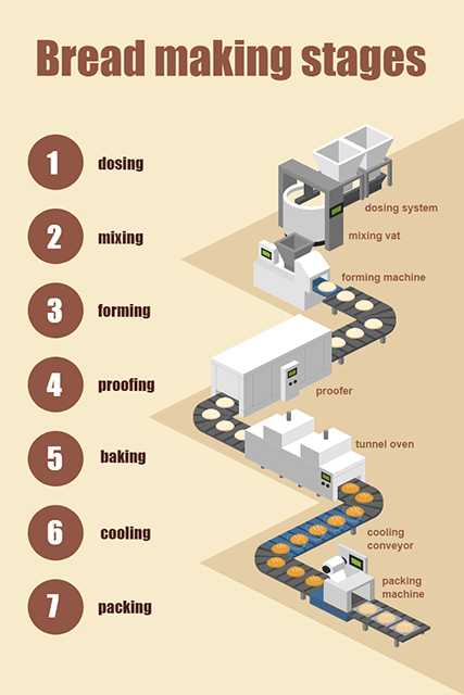 Bread Making Stages